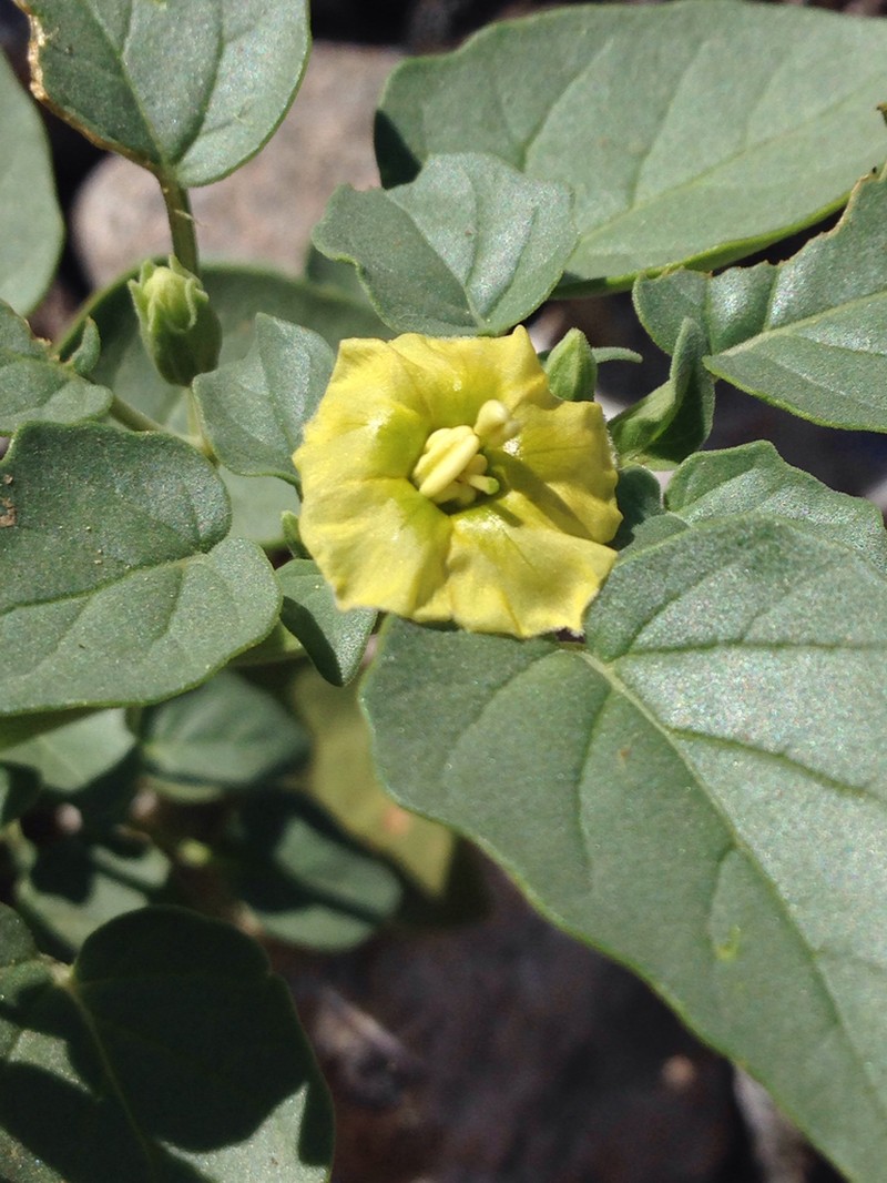 Yellow Nightshade Groundcherry photo 6