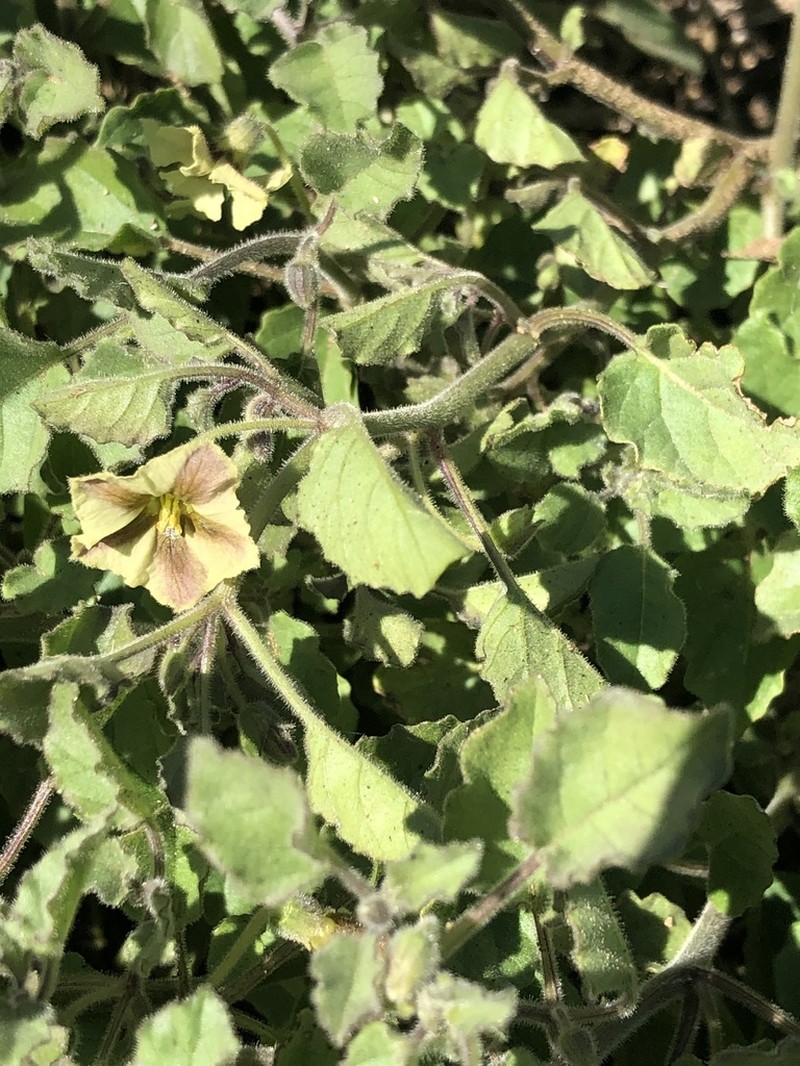 Yellow Nightshade Groundcherry photo 7