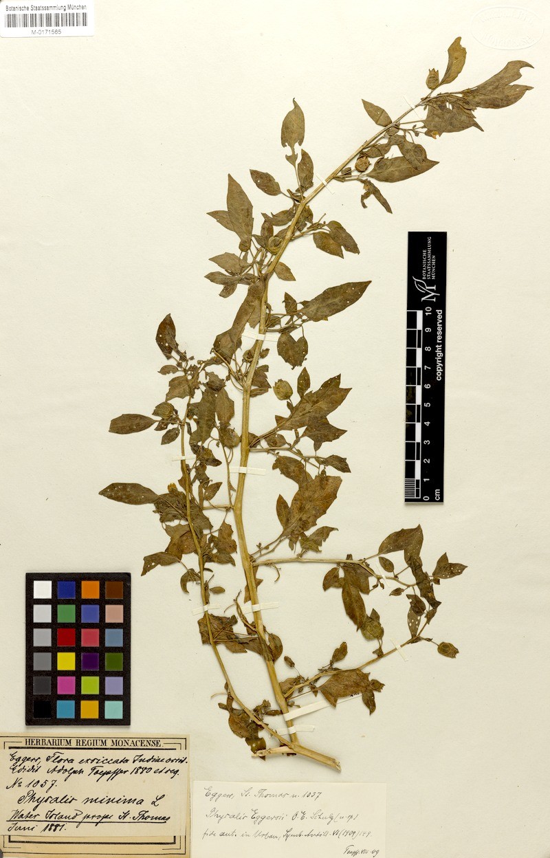 Physalis eggersii