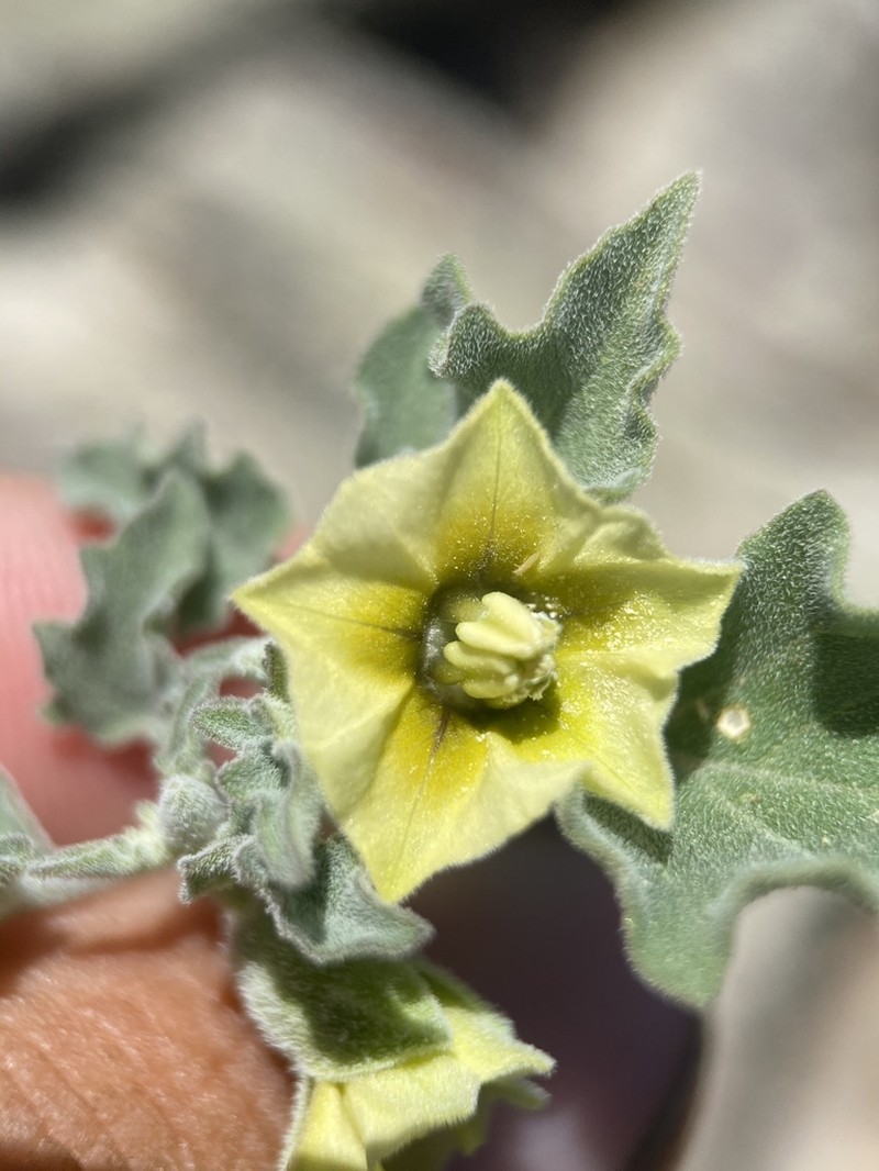 Physalis fendleri