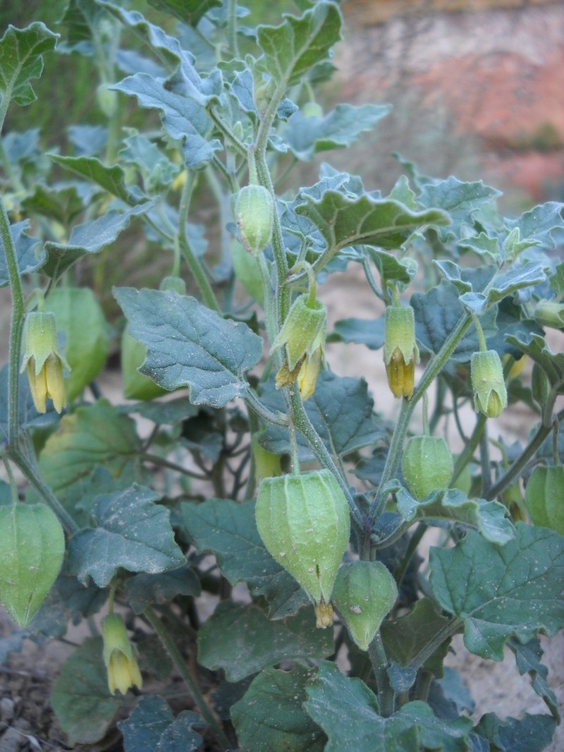 Physalis fendleri photo 2