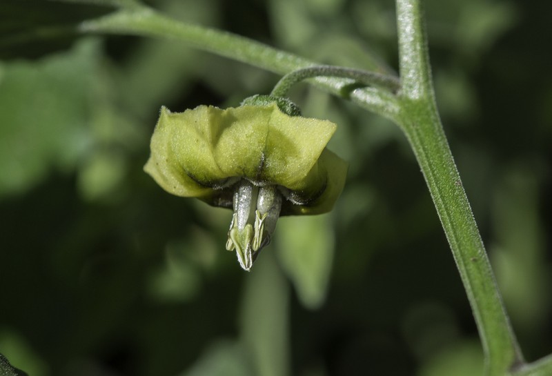 Physalis fendleri photo 3