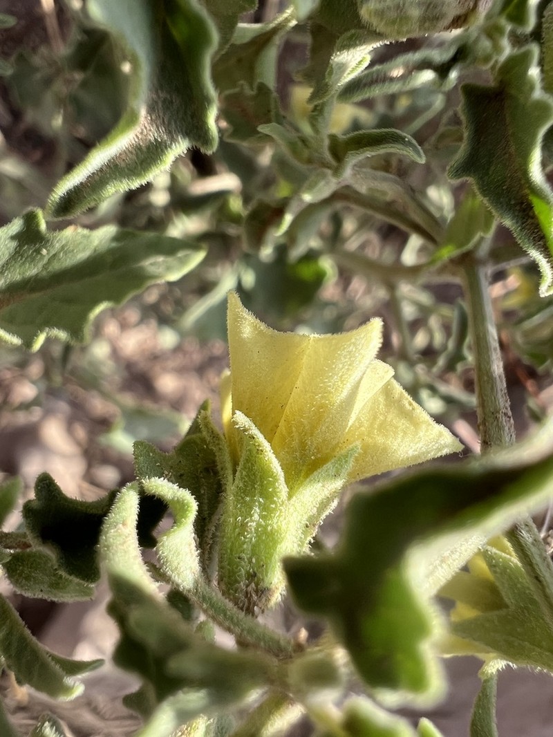 Physalis fendleri photo 5