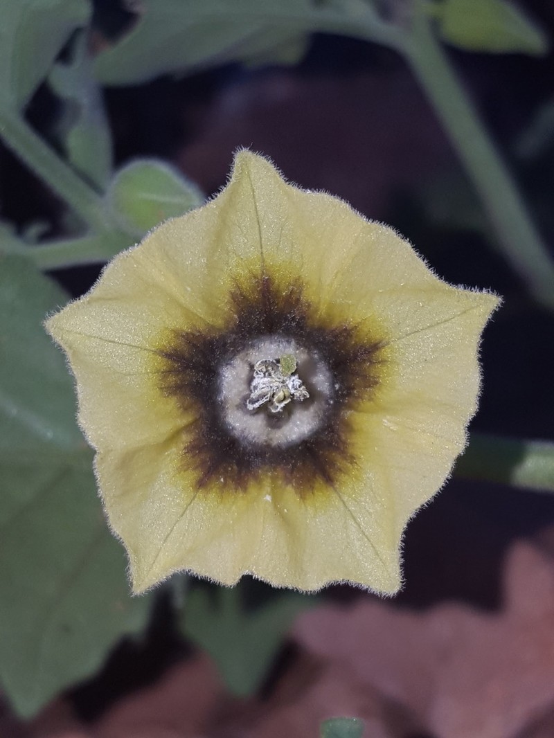 Physalis fendleri photo 6
