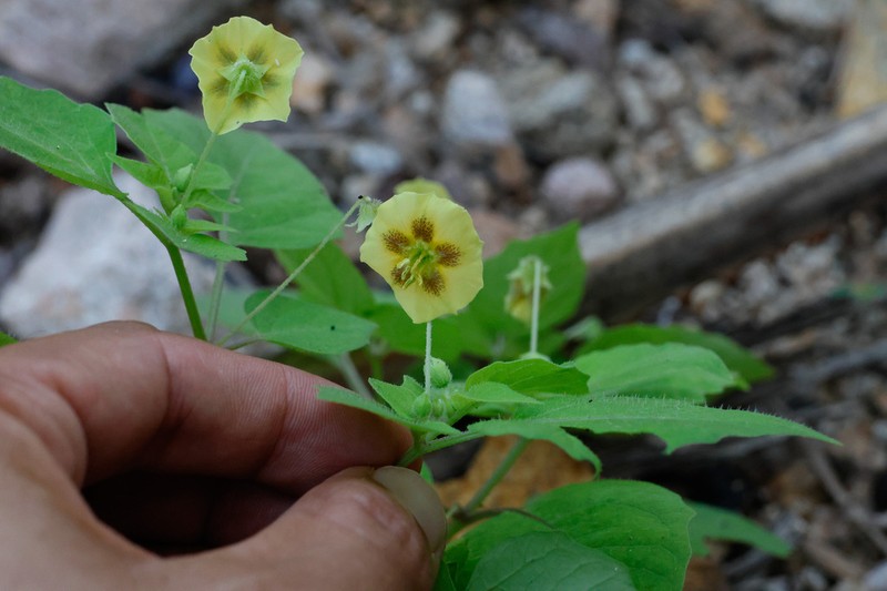 Physalis filipendula