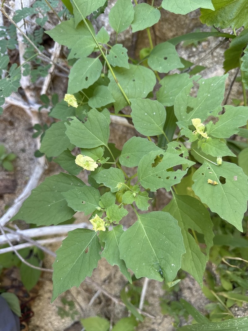 Physalis filipendula photo 2