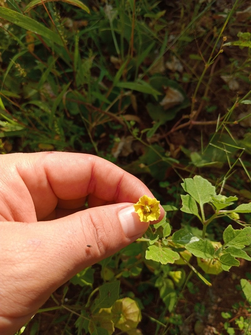 Physalis filipendula photo 3