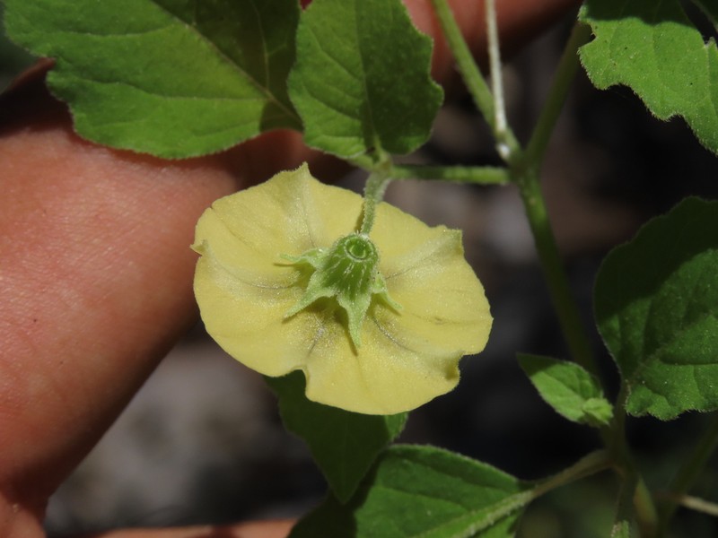 Physalis filipendula photo 4