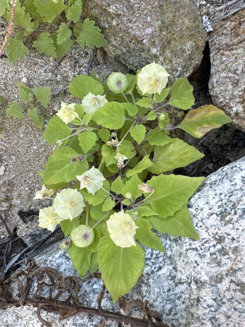 Physalis filipendula photo 5