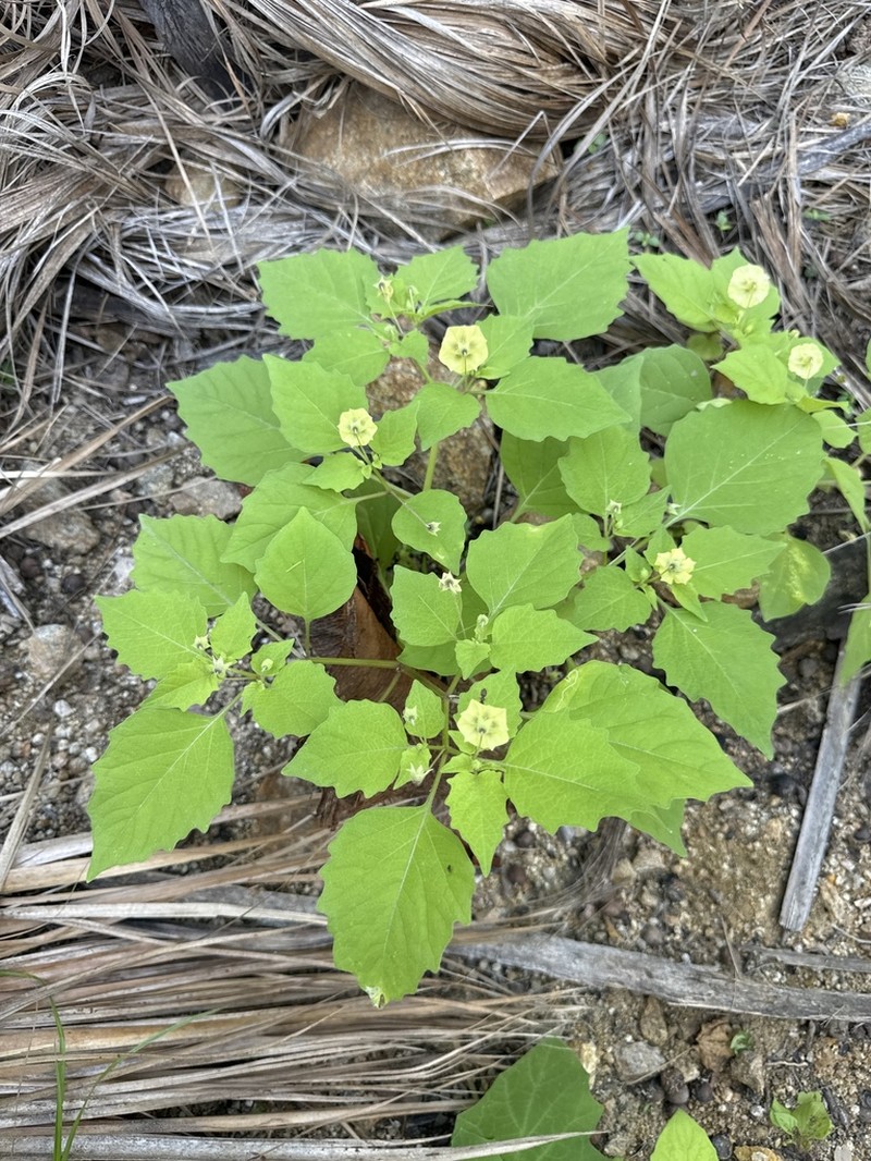Physalis filipendula photo 6