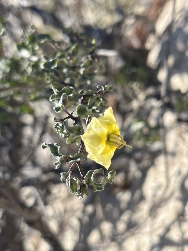 Physalis glabra photo 2