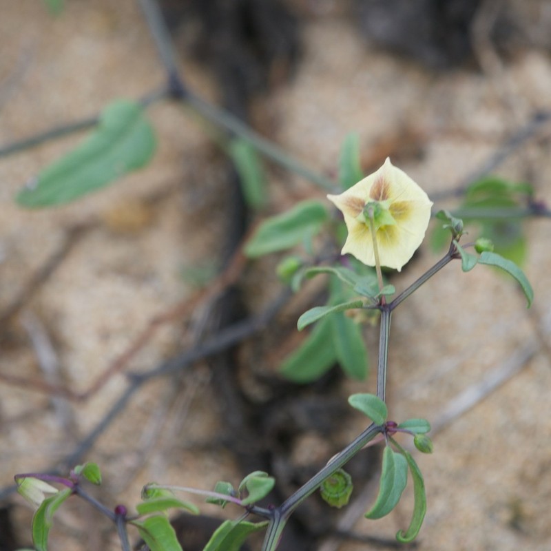 Physalis glabra photo 3
