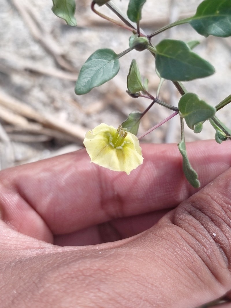 Physalis glabra photo 6