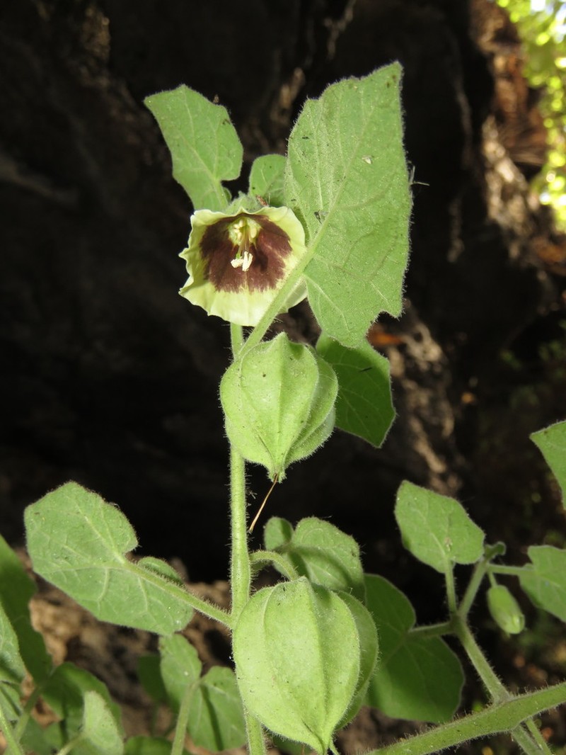 Physalis glutinosa