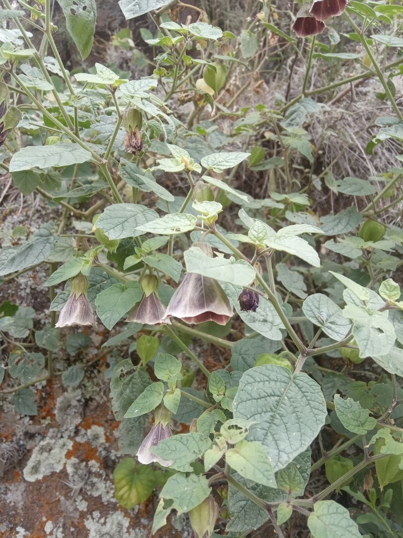 Physalis glutinosa photo 2