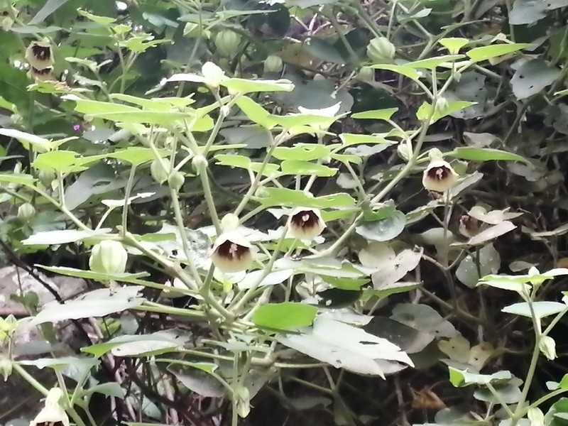 Physalis glutinosa photo 3