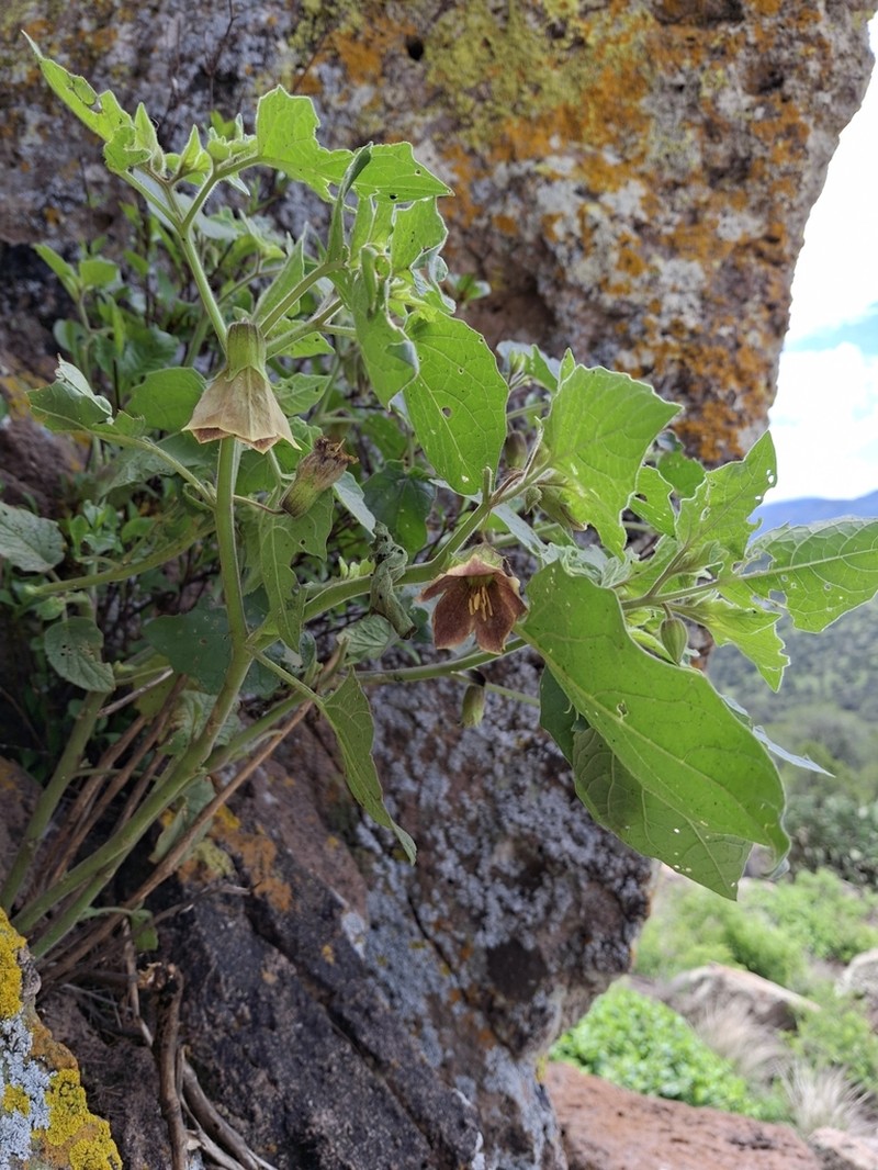 Physalis glutinosa photo 4