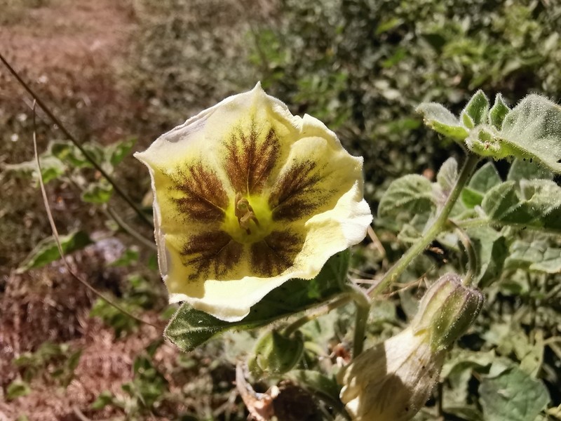 Physalis glutinosa photo 5