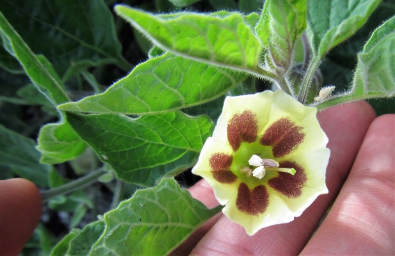 Physalis glutinosa photo 6