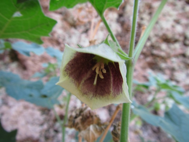 Physalis glutinosa photo 7