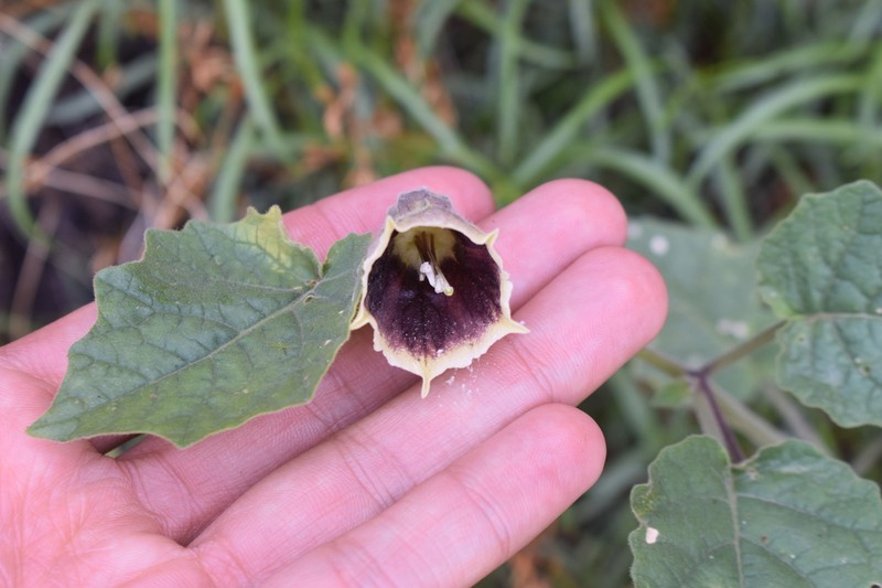 Physalis glutinosa photo 8