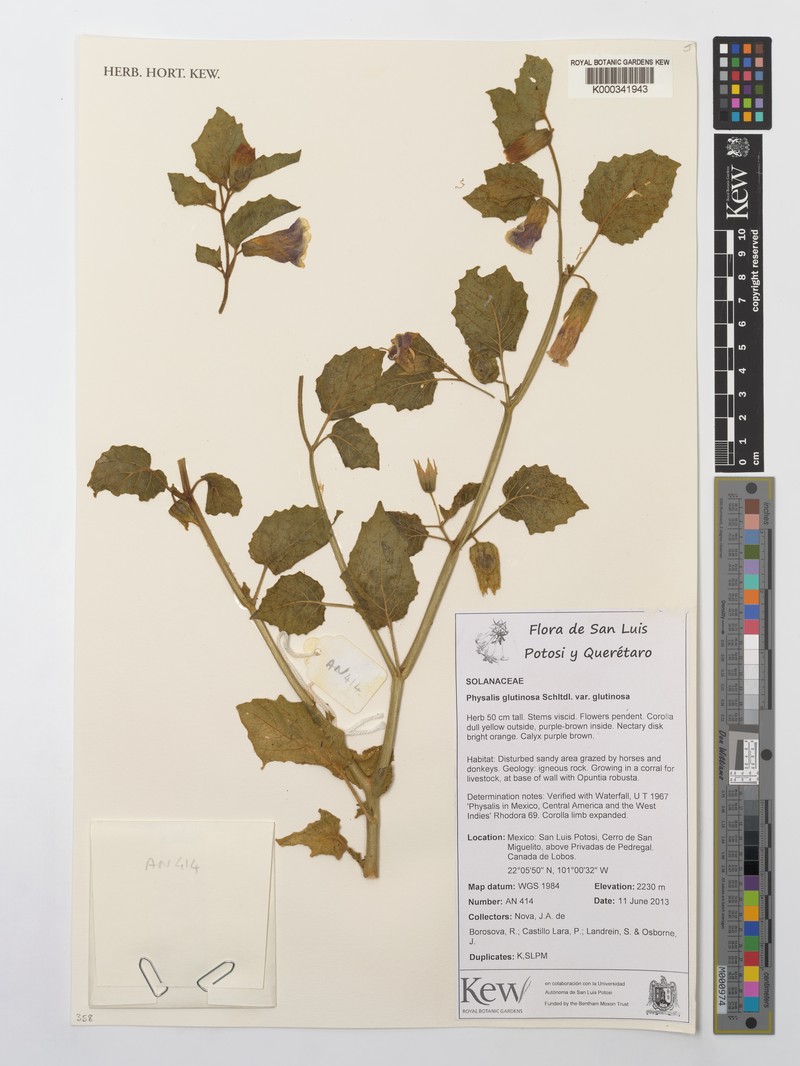 Physalis glutinosa var. glutinosa