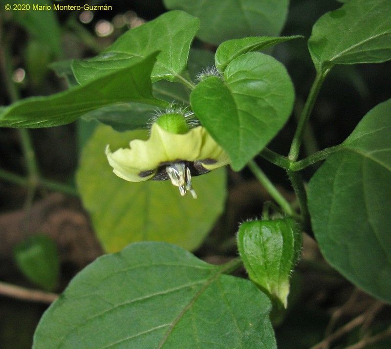 Physalis gracilis
