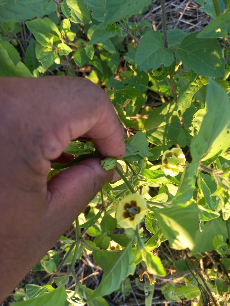 Physalis gracilis photo 2