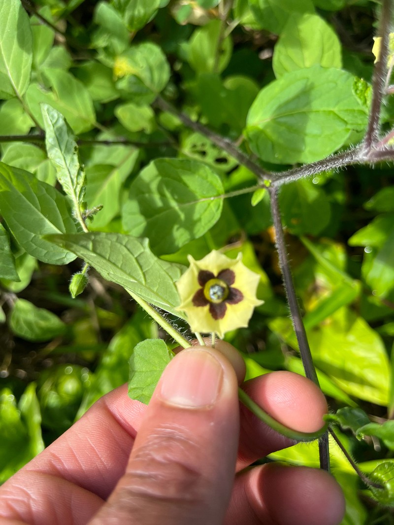 Physalis gracilis photo 3