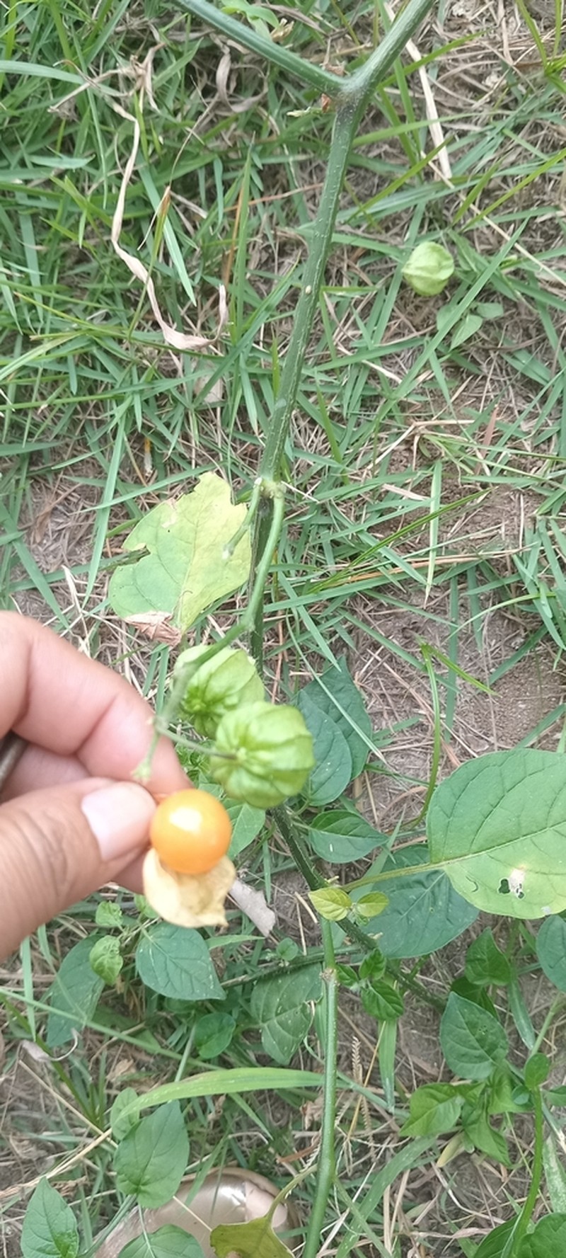 Physalis gracilis photo 4