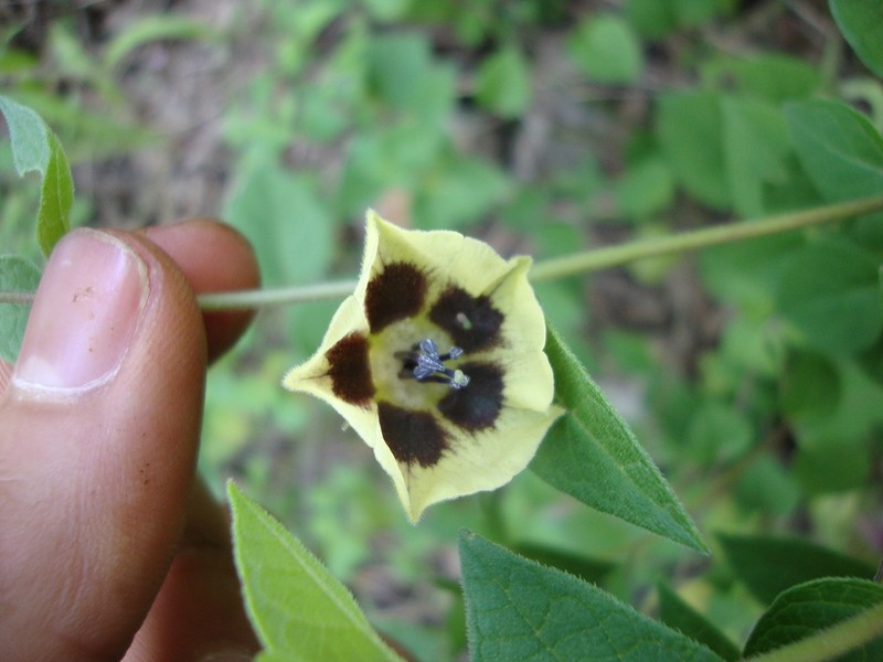 Physalis gracilis photo 5
