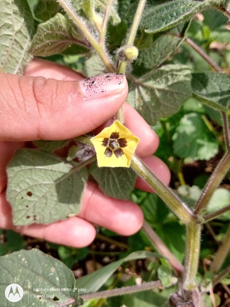Physalis gracilis photo 6