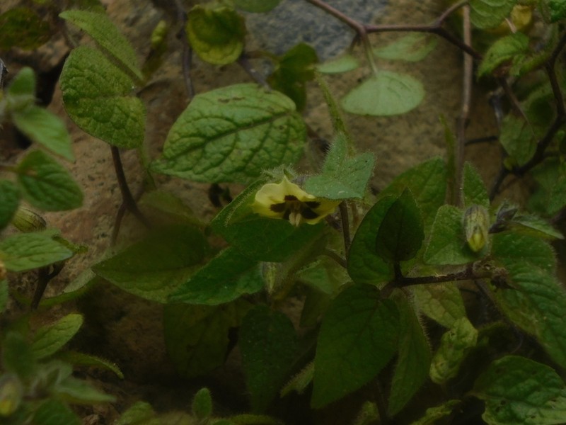 Physalis gracilis photo 7