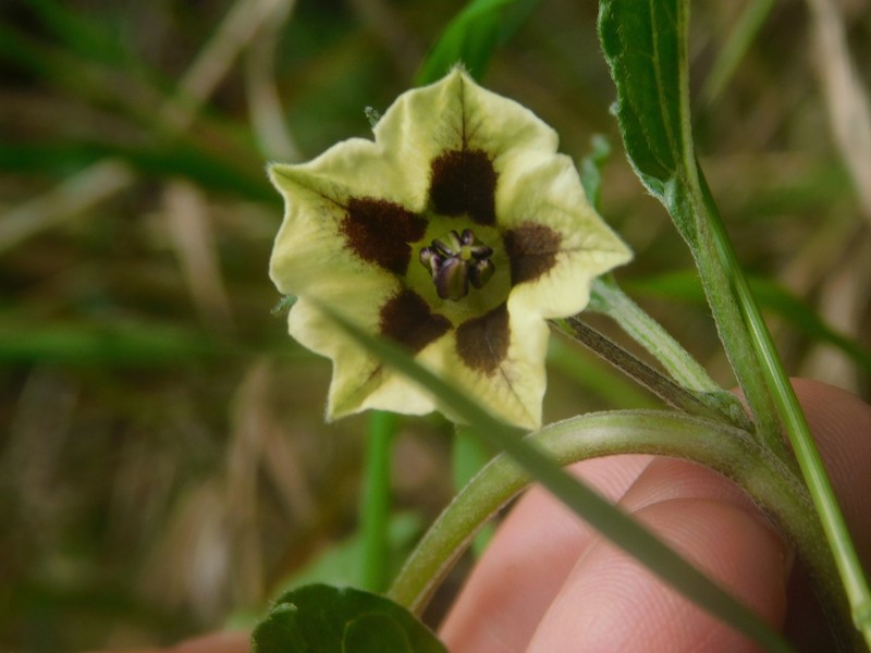 Physalis gracilis photo 8