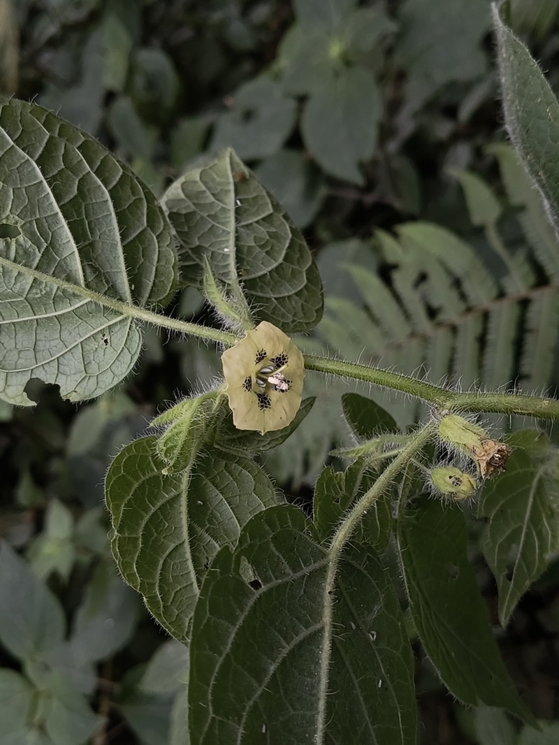 Physalis greenmanii