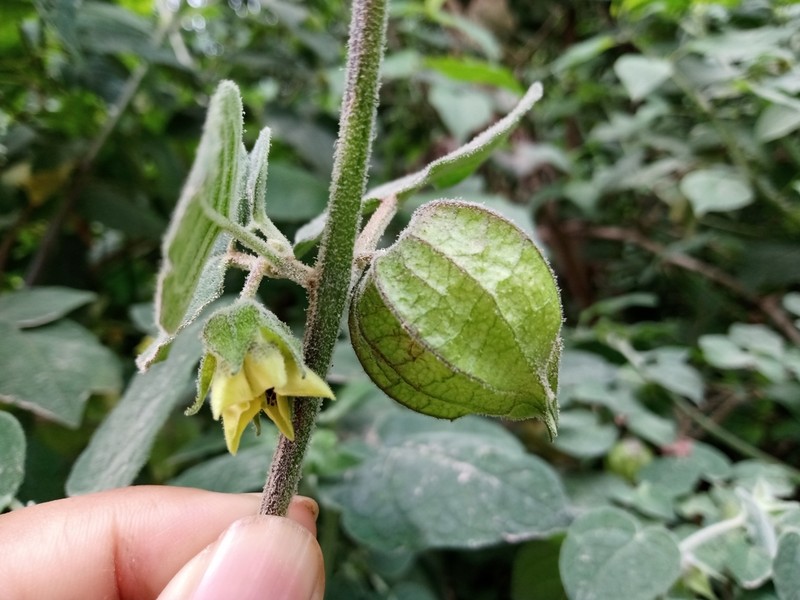 Physalis greenmanii photo 2