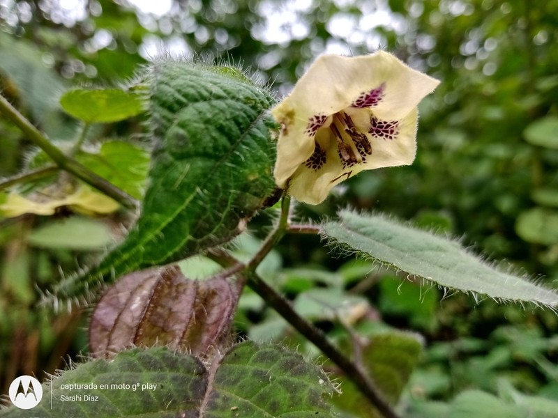 Physalis greenmanii photo 3