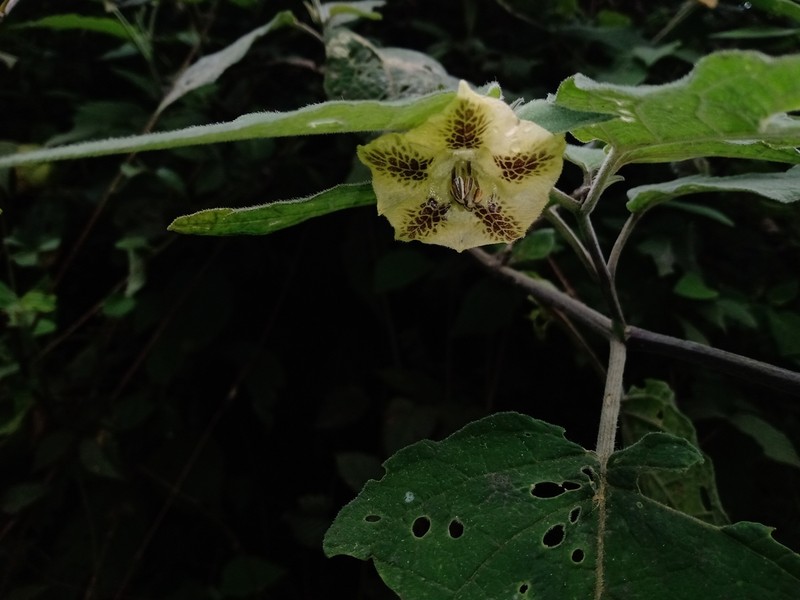 Physalis greenmanii photo 4