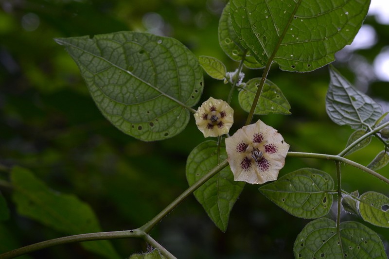 Physalis greenmanii photo 5