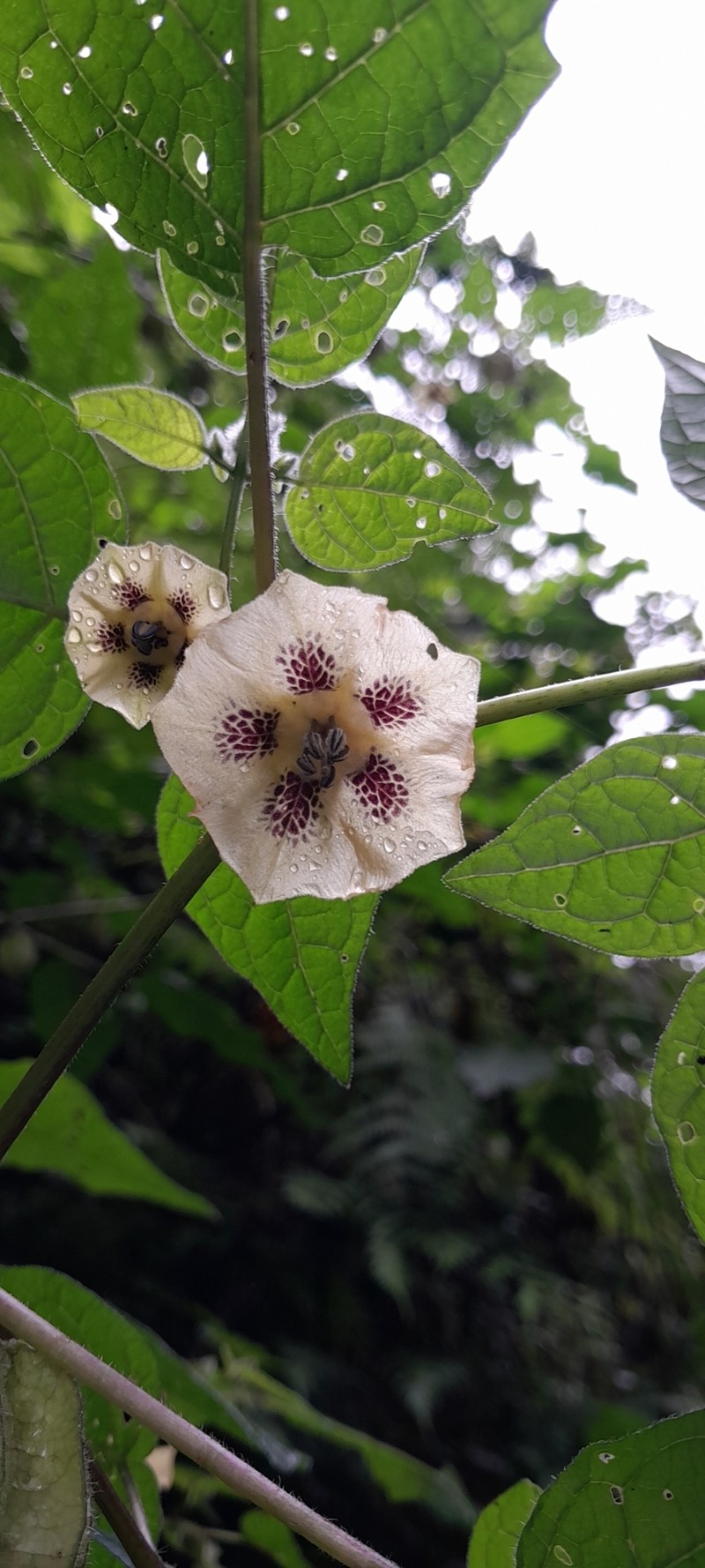 Physalis greenmanii photo 7
