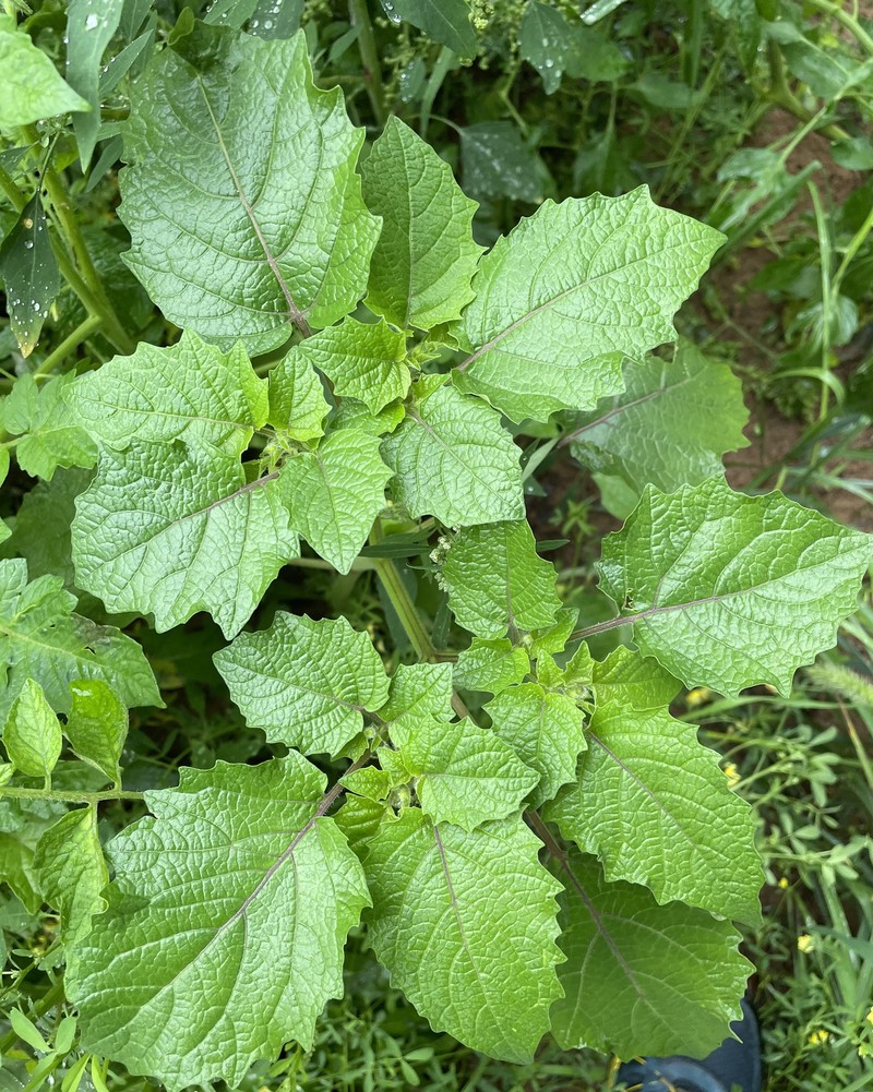 Strawberry-Tomato