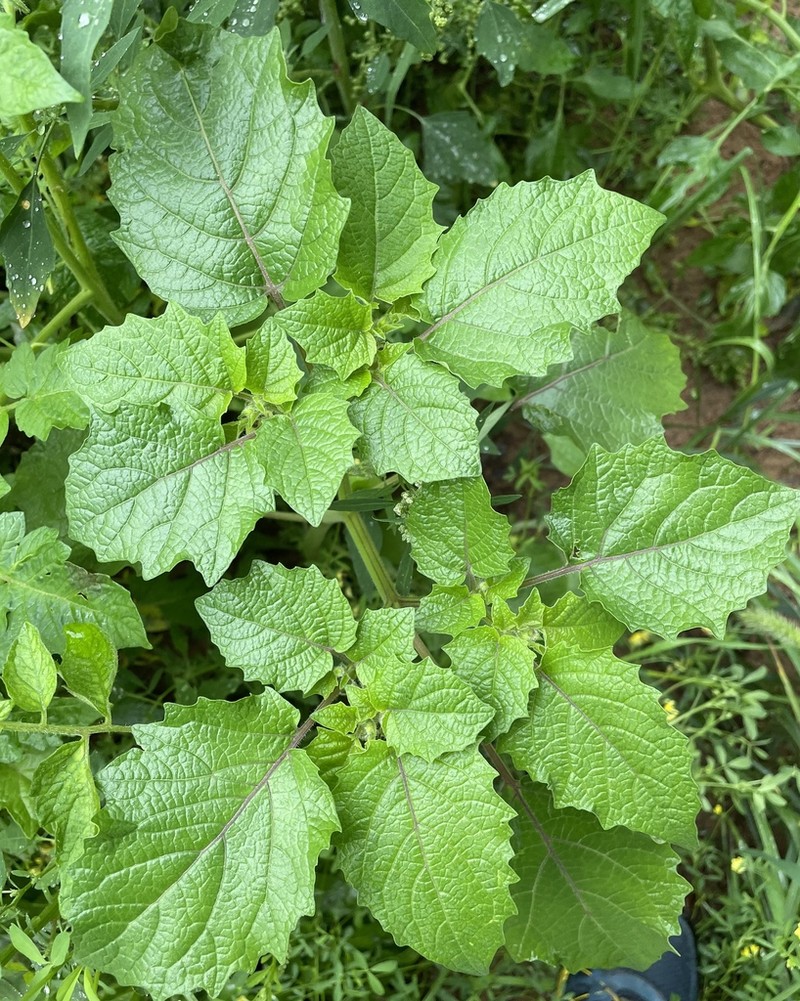 Strawberry-Tomato photo 5