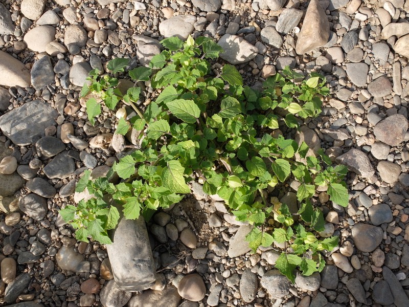 Strawberry-Tomato photo 6