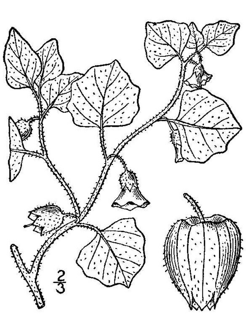 Ivyleaf Groundcherry