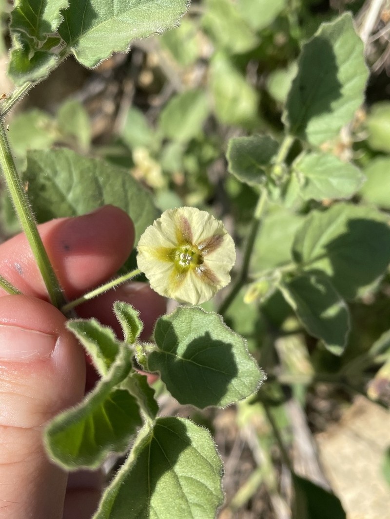 Ivyleaf Groundcherry photo 2