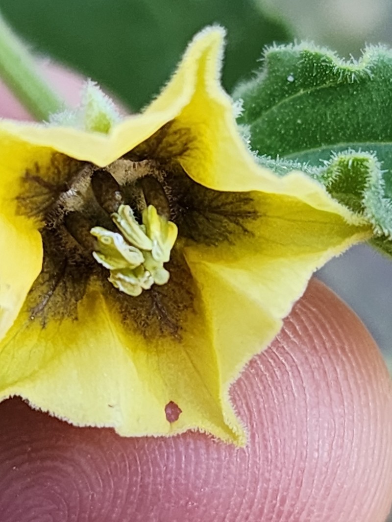 Ivyleaf Groundcherry photo 3