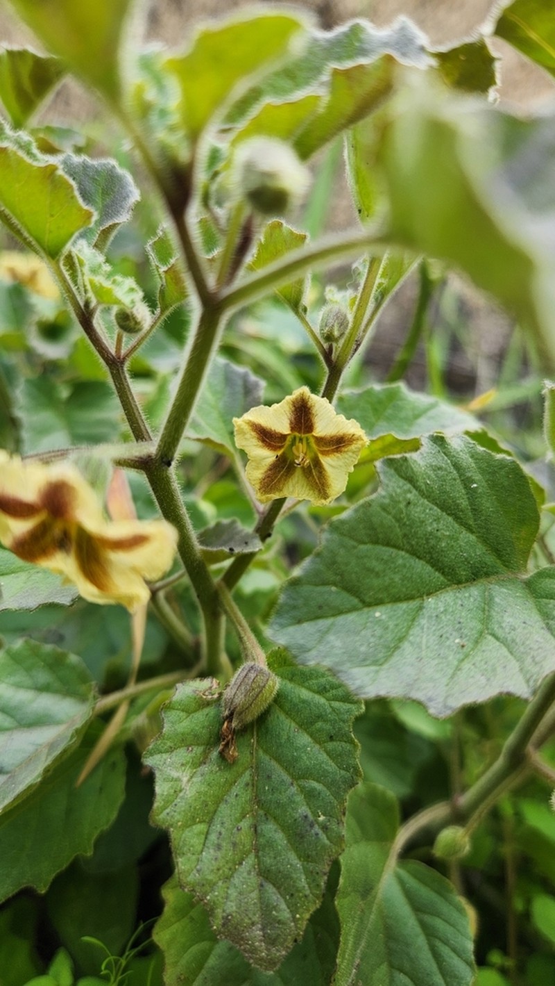 Ivyleaf Groundcherry photo 4
