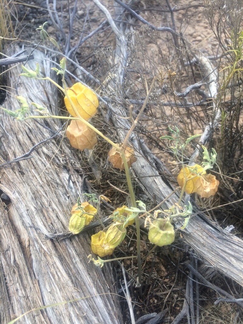 Ivyleaf Groundcherry photo 5