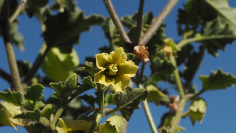 Ivyleaf Groundcherry photo 6