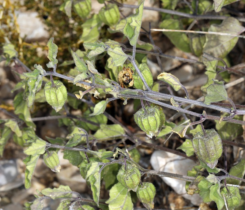Ivyleaf Groundcherry photo 7